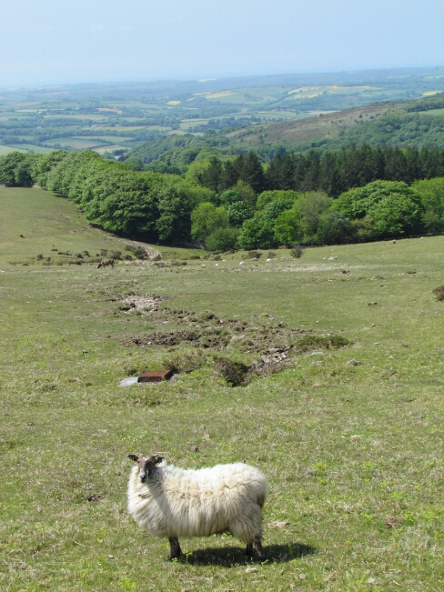 Dartmoor sheep