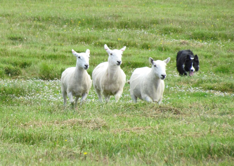 Sheepdog trials